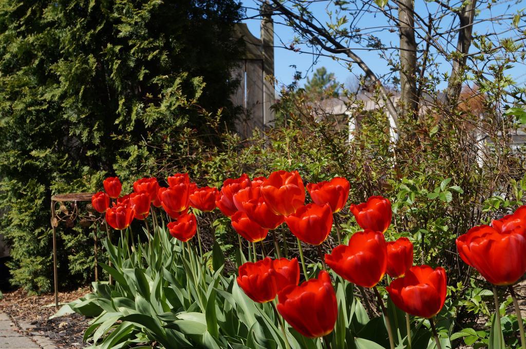 In Elegance Bed & Breakfast Niagara-on-the-Lake Dış mekan fotoğraf